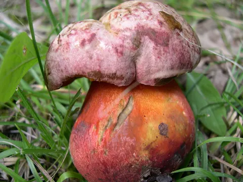 Blaufleckender Purpur-Röhrling (Imperator rhodopurpureus)