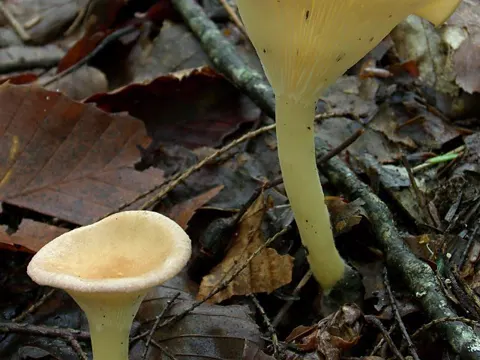 Common Funnel