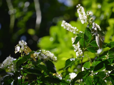 Inga marginata (Inga marginata)