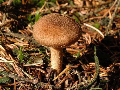 Flechtiger Risspilz (Inocybe flocculosa)