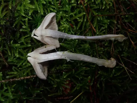 Erdstieliger Faserling (Inocybe geophylla)