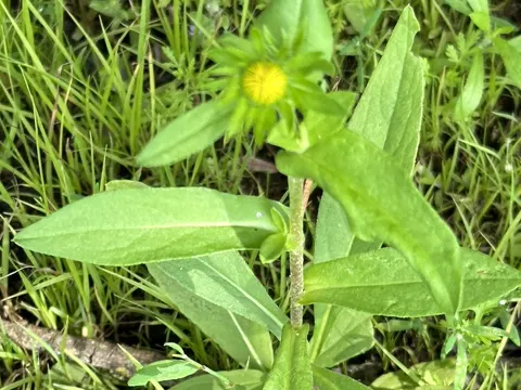 British Yellowhead (Inula britannica)