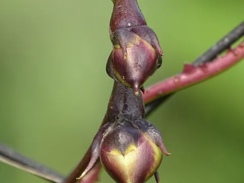 Weiße Prunkwinde (Ipomoea alba)
