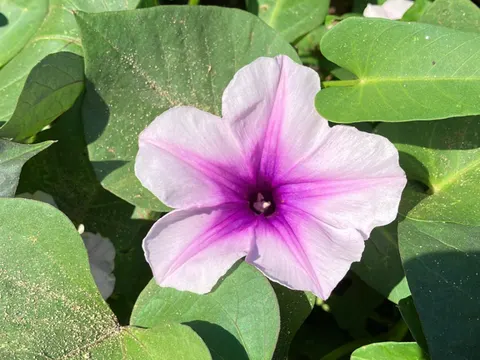 Wasserspinat (Ipomoea aquatica)