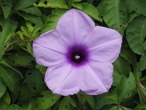 Kairo-Prunkwinde (Ipomoea cairica)