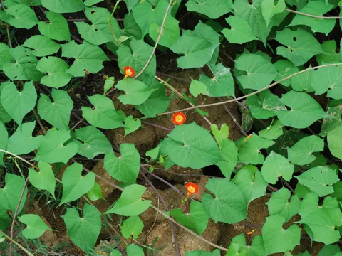 Scharlachwindenwinde (Ipomoea coccinea)