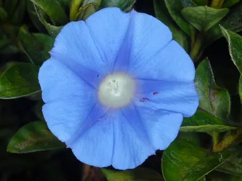 Efeu-Prunkwinde (Ipomoea hederacea)