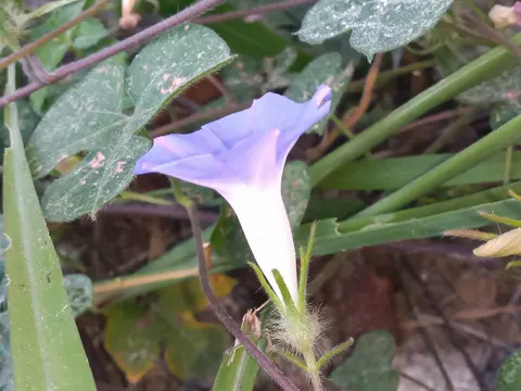 Purpur-Prunkwinde (Ipomoea nil)