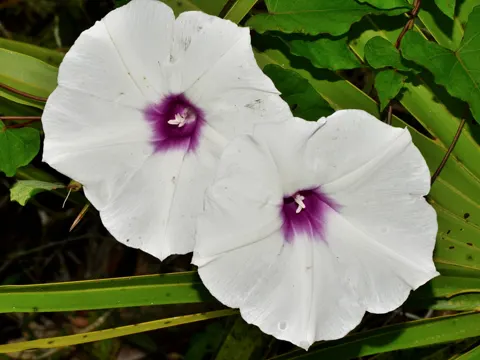 Ipomoea pandurata (Ipomoea pandurata)