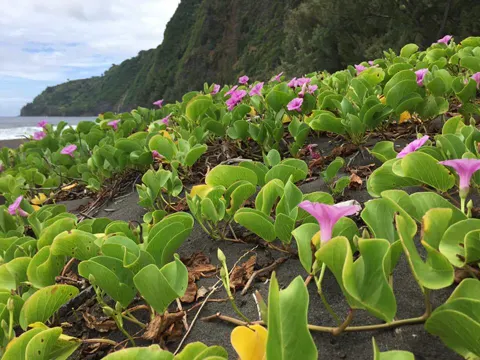 Beach Morning Glory