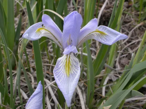 Iris missouriensis (Iris missouriensis)