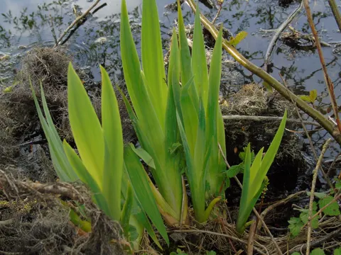 Sumpf-Schwertlilie (Iris pseudacorus)