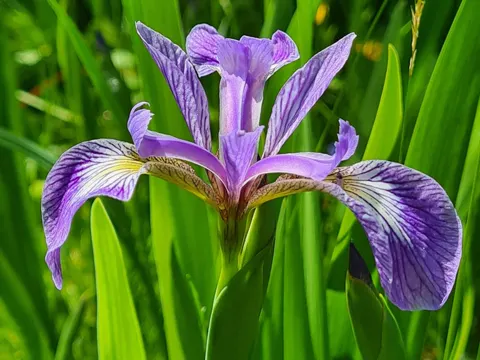 Verschiedenfarbige Iris (Iris versicolor)