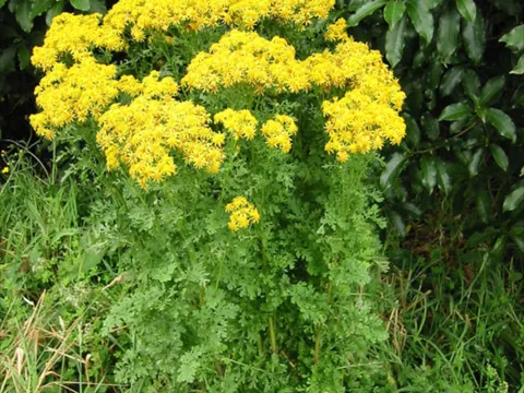 Jakobs-Greiskraut (Jacobaea vulgaris)