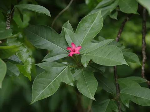 Peregrina (Jatropha integerrima)