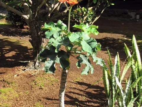 Podagra-Jatrophe (Jatropha podagrica)