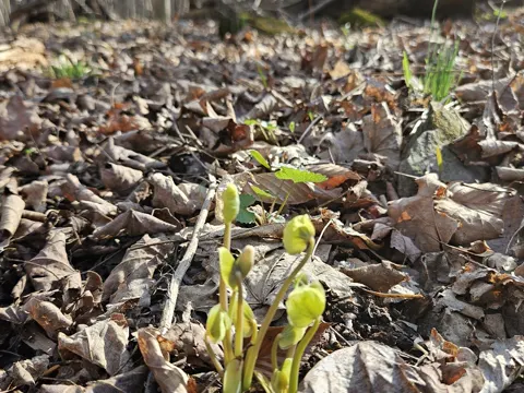 Zwillingsblatt (Jeffersonia diphylla)