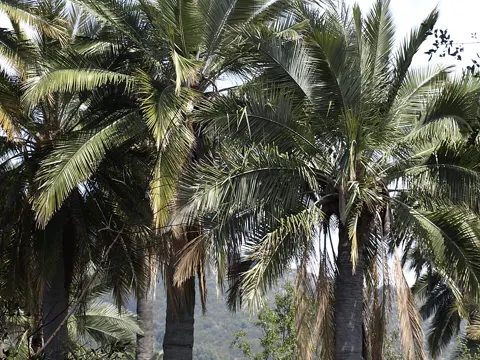 Honig-Palme