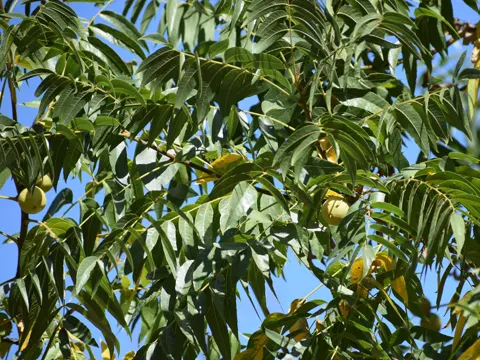 Kalifornische Walnuss (Juglans hindsii)