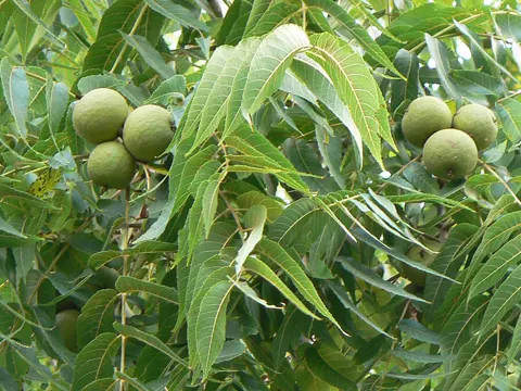 Black Walnut