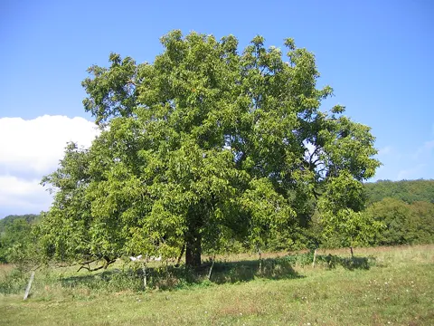 Walnut