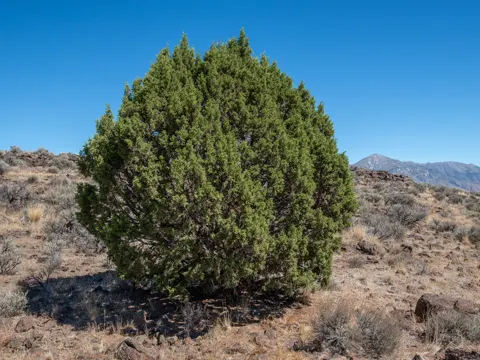West-Wacholder (Juniperus occidentalis)