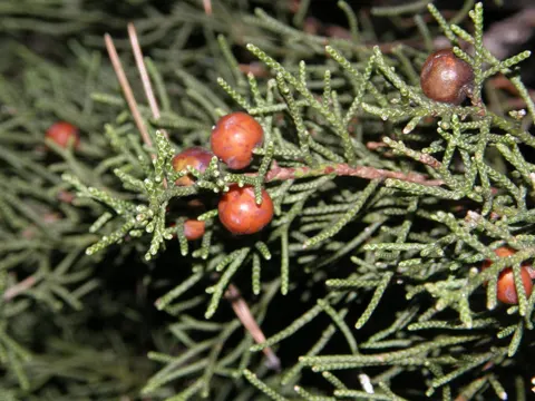 Phönizischer Wacholder (Juniperus phoenicea)