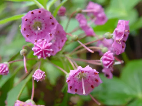 Schmalblättrige Lorbeerrose (Kalmia angustifolia)