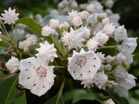 Breitblättrige Kalmie (Kalmia latifolia)