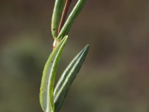 Moor-Kalmia (Kalmia polifolia)