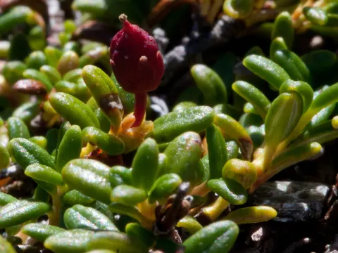 Sumpf-Lorbeerrose (Kalmia procumbens)