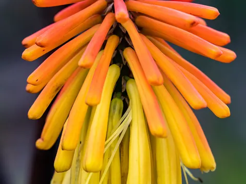 Fackellilie (Kniphofia uvaria)