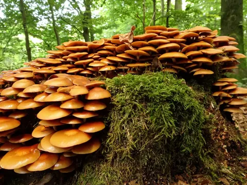 Sheathed Woodtuft
