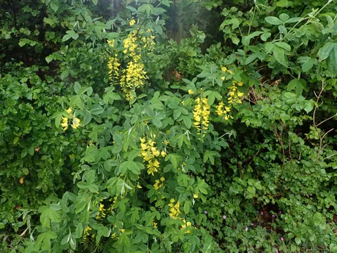 Gewöhnlicher Goldregen (Laburnum anagyroides)
