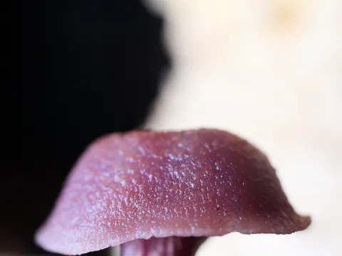 Western Amethyst Deceiver (Laccaria amethysteo-occidentalis)
