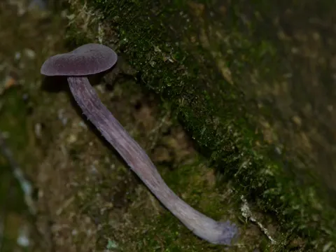 Amethyst-Helmling
