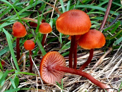 Gumtree Deceiver (Laccaria fraterna)
