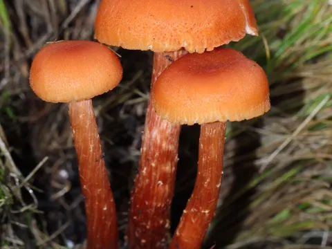 Purple-gilled Laccaria