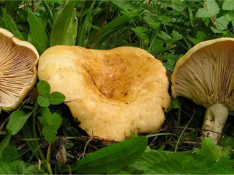 Queradriger Milchling (Lactarius acerrimus)