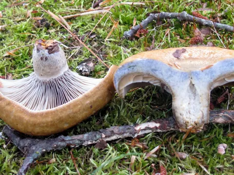 Blauverfärbender Milchling (Lactarius chelidonium)