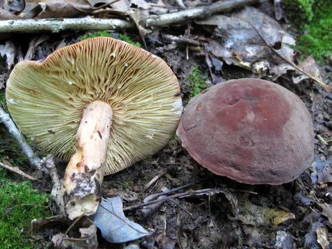 Lactarius corrugis
