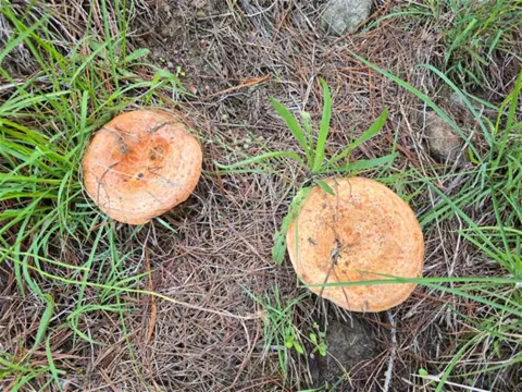Saffron Milk Cap