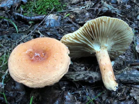 Lactarius hygrophoroides