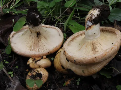 Lactarius psammicola (Lactarius psammicola)