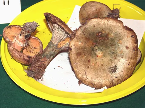 Brauner Kiefern-Blutreizker (Lactarius quieticolor)
