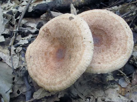 Eichen-Milchling (Lactarius quietus)
