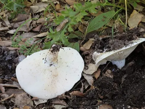 Grünender Pfeffer-Milchling (Lactifluus glaucescens)