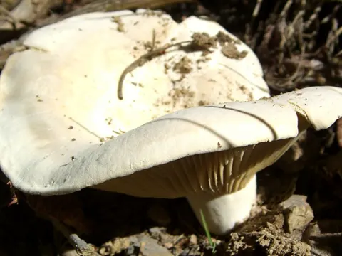 Pfeffermilchling (Lactifluus piperatus)