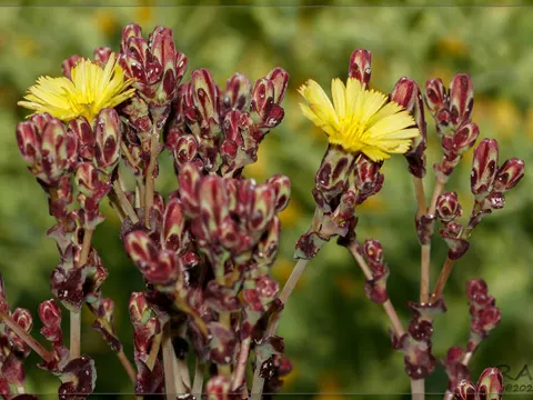 Gartensalat
