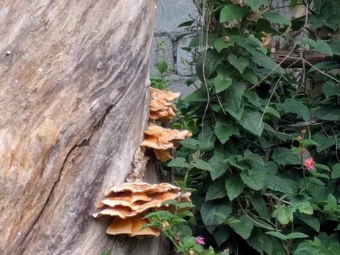 California Sulphur Shelf (Laetiporus gilbertsonii)